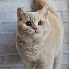 Схема вышивки «Кошка»