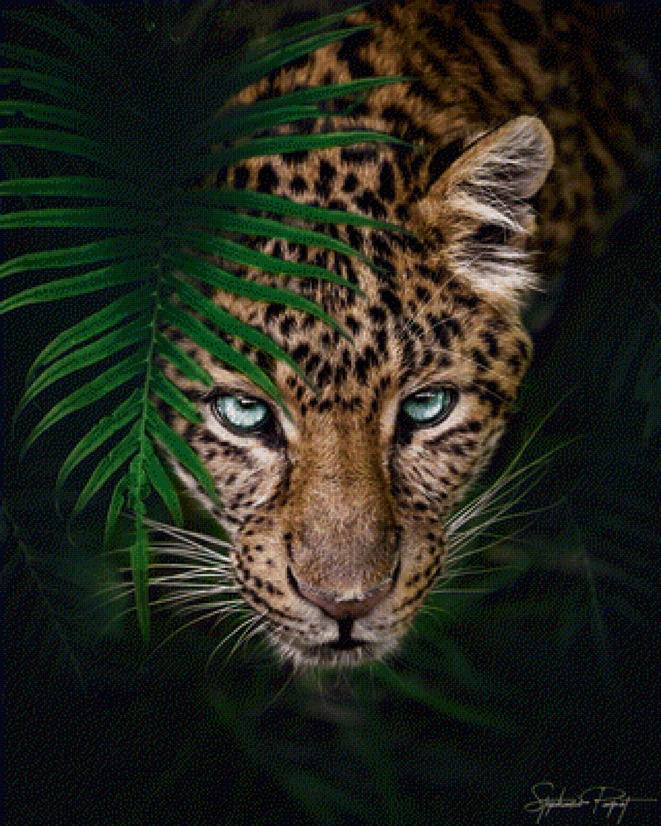 лео - глаза леопарда - предпросмотр