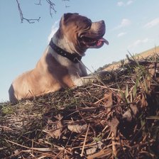 Схема вышивки «GALA»