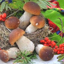 дары природы