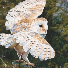 Схема вышивки «сова»