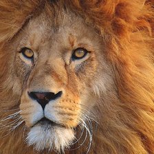 Схема вышивки «лев»