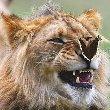 Схема вышивки «лев»