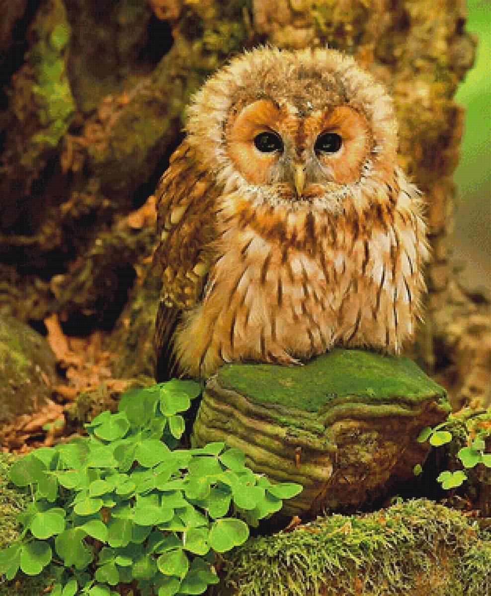 совёнок - птицы - предпросмотр