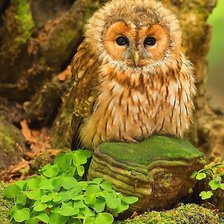 Схема вышивки «совёнок»