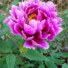 Схема вышивки «цветы»