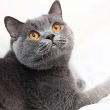 Схема вышивки «Британская кошка»