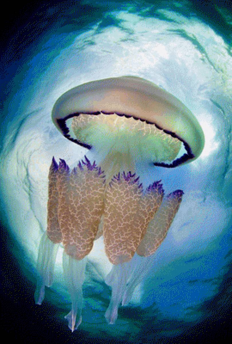 Медуза - море, медуза - предпросмотр