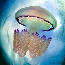 Схема вышивки «Медуза»