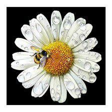 Схема вышивки «Ромашка и пчела.»