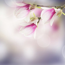 Схема вышивки «Магнолия»