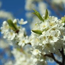 Схема вышивки «Яблоня»