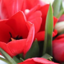 Схема вышивки «Красные тюльпаны»