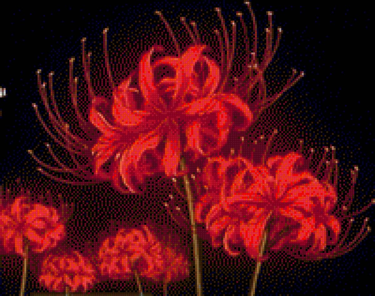 Hoa bỉ ngạn - hoa bỉ ngạn - предпросмотр