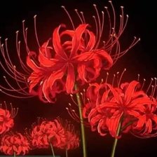 Схема вышивки «Hoa bỉ ngạn»