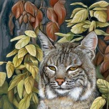 Схема вышивки «дикие»