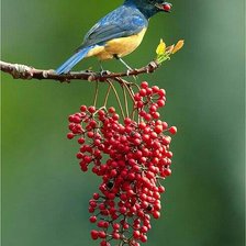 Схема вышивки «птицы»