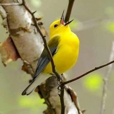 Схема вышивки «птицы»