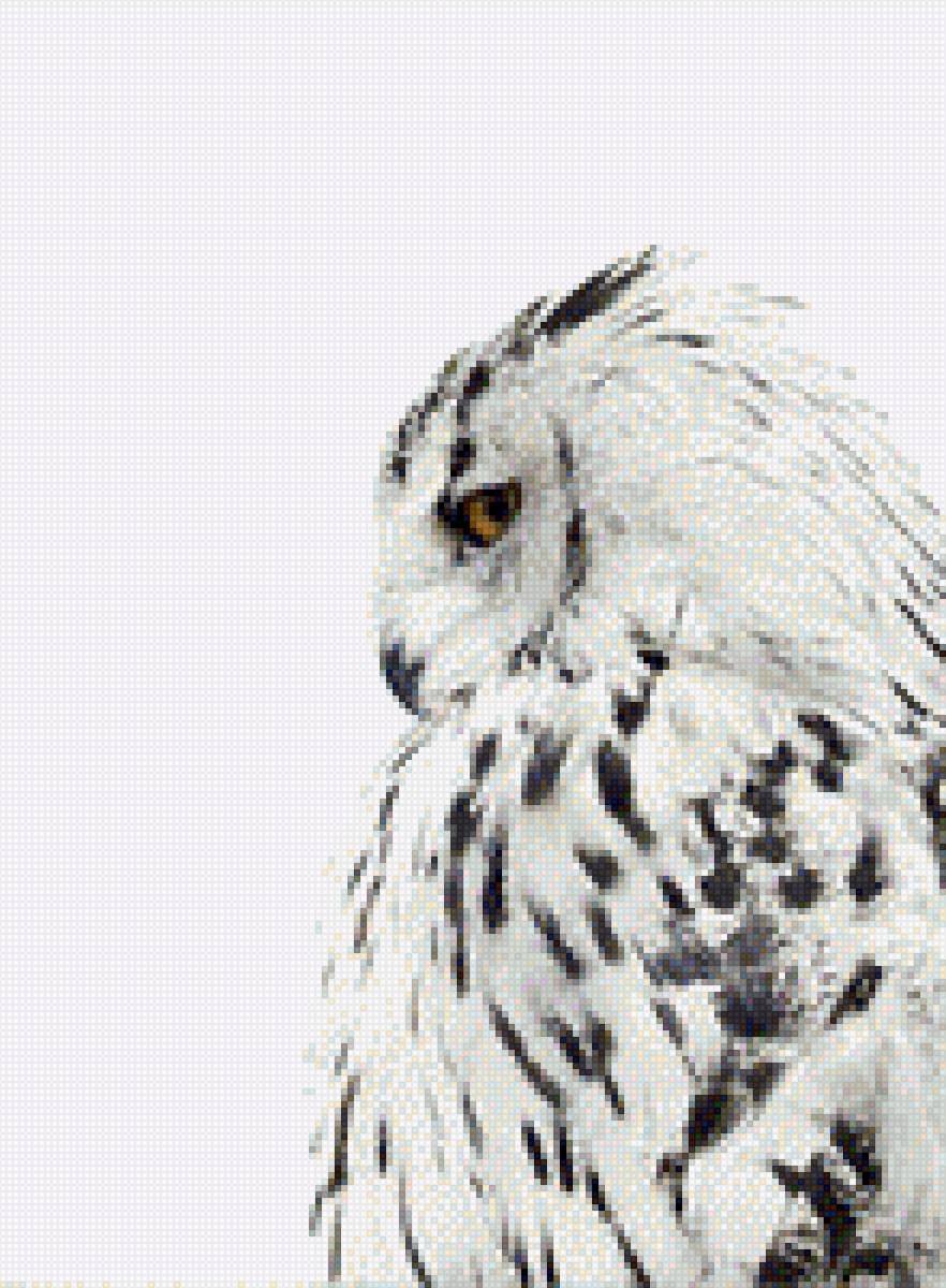 Сова ЧБ - сова арт черно-белая - предпросмотр