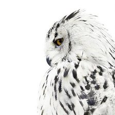 Схема вышивки «Сова ЧБ»