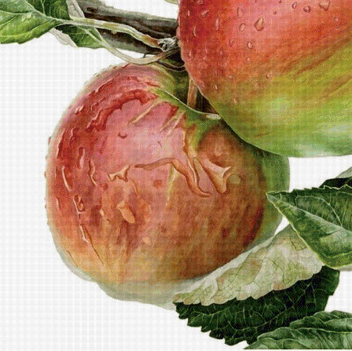 Яблоки - фрукты, яблоки - предпросмотр