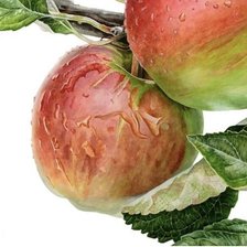 Схема вышивки «Яблоки»