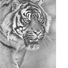 Схема вышивки «Тигр»