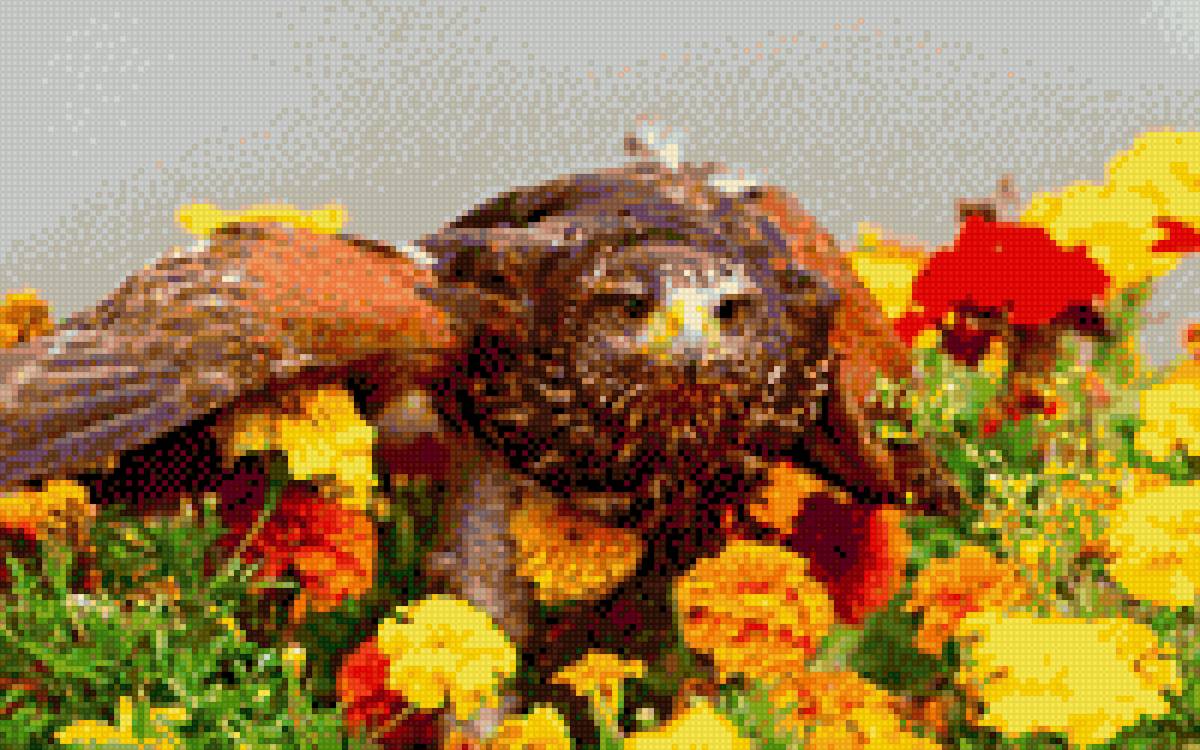 орёл - хищная птица, цветы, орел - предпросмотр