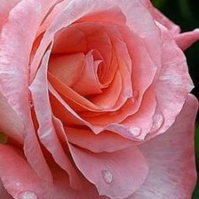 Схема вышивки «цветы»