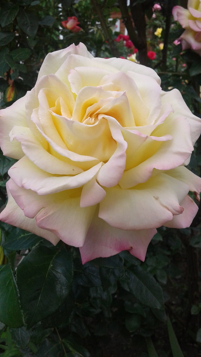 Глория - оригинал