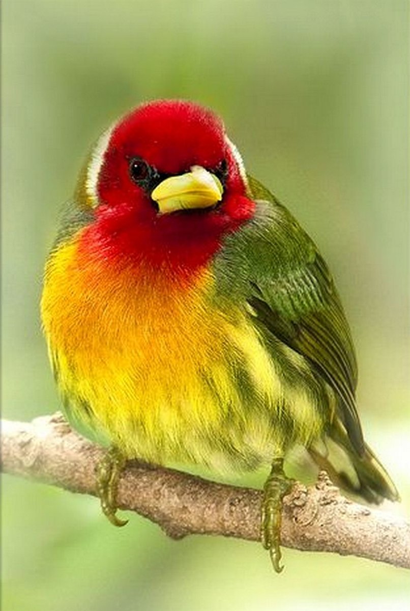 Яркая птичка - птичка - оригинал