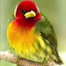 Схема вышивки «Яркая птичка»