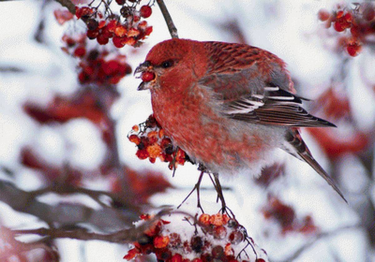 Щур обыкновенный - птица, рябина - предпросмотр