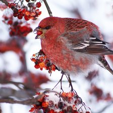 Схема вышивки «Щур обыкновенный»