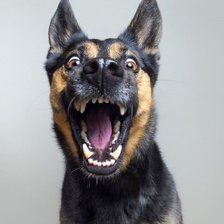 Схема вышивки «Собака»