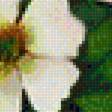 Предпросмотр схемы вышивки «Натюрморт.» (№2098217)