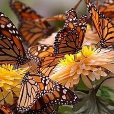 Схема вышивки «бабочки»