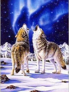 волки - оригинал