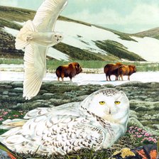 Схема вышивки «Птицы»