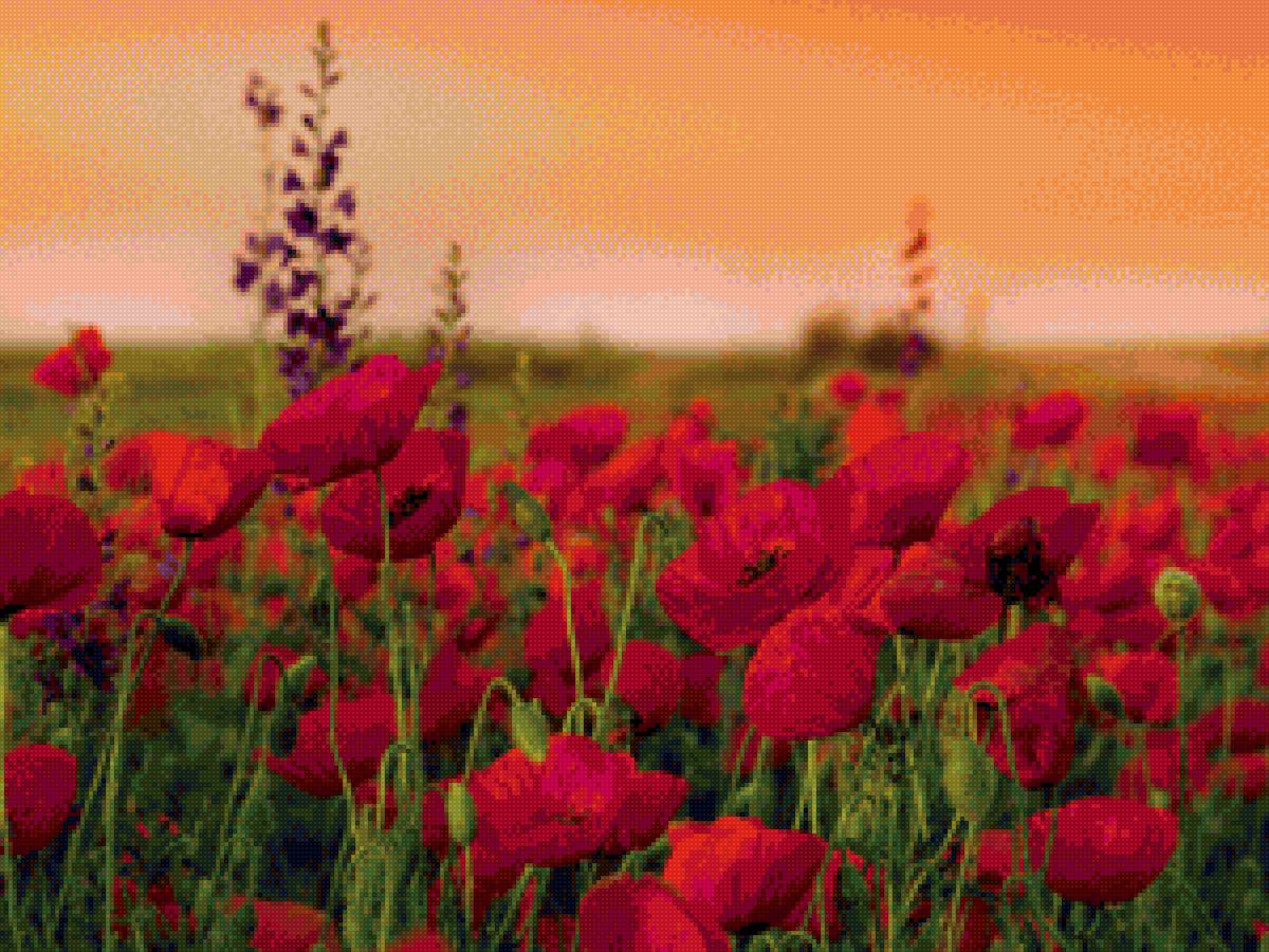 Маки - лето, цветы, пейзаж, маки, природа - предпросмотр