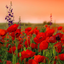 Схема вышивки «Маки»