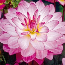 Схема вышивки «цветы»