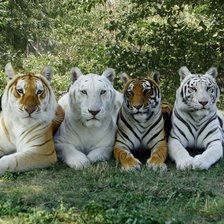 Схема вышивки «539»