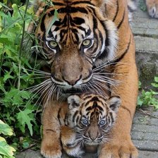 Схема вышивки «560»