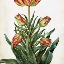 Схема вышивки «цветок»