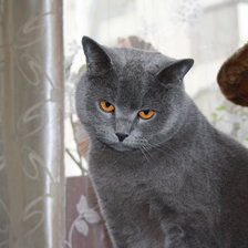 Схема вышивки «Маркиз 3»