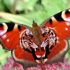 бабочка-тигр