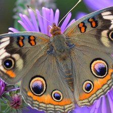 Схема вышивки «бабочка»