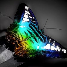 Схема вышивки «неоновая бабочка»