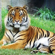 Схема вышивки «дикие»